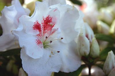 Close-up of flowers