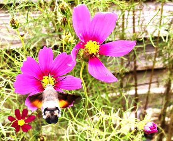 flowering plant