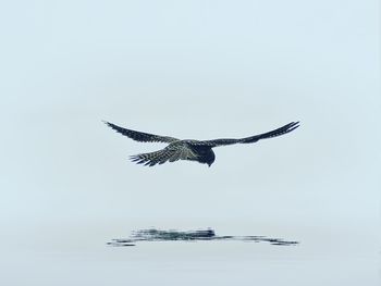 Low angle view of birds flying against clear sky