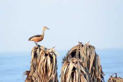 Bird perching on wooden post in sea against sky