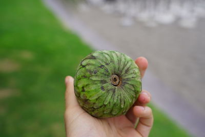 Close-up of hand holding fruit
