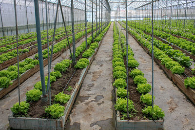 Plants growing in greenhouse