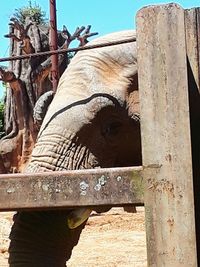 Close-up of horse in pen
