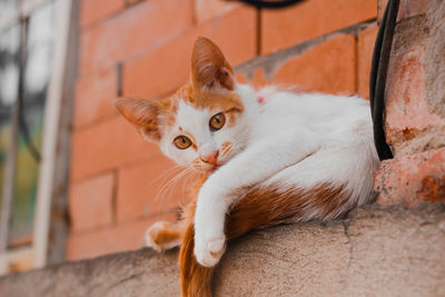 Portrait of a cat on wall