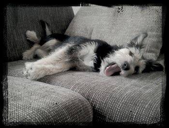 Cat sleeping on sofa