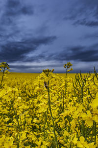 Scenic view of oilseed rape field against sky