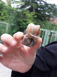 Close-up of person holding leaf