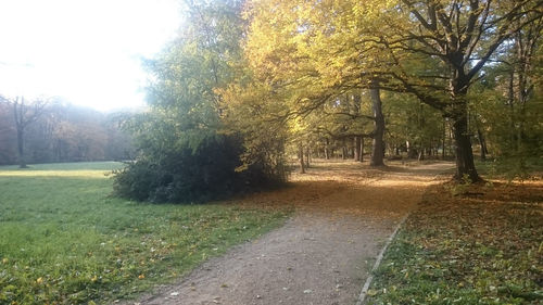 Footpath amidst trees