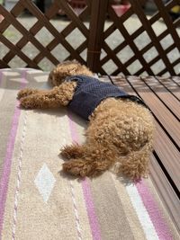 High angle view of dog on floor