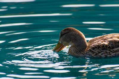 Duck swimming in lake