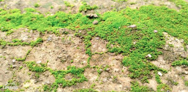 High angle view of a lizard on field