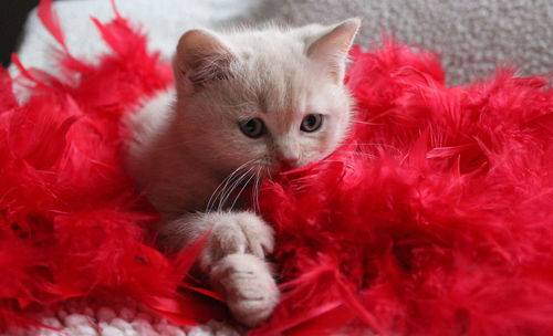 Close-up portrait of cat