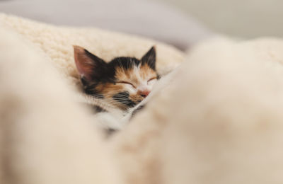 Close-up of cat sleeping on bed