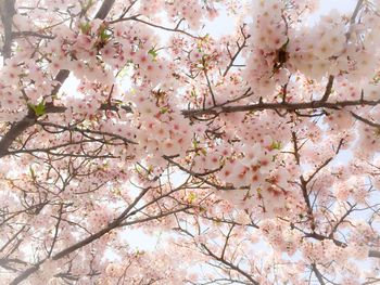 Low angle view of cherry blossoms in spring