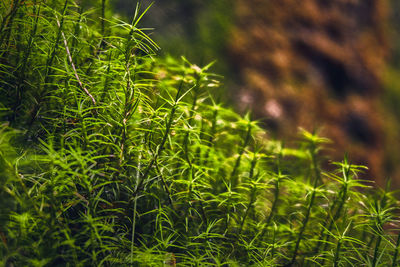 Close-up of plants