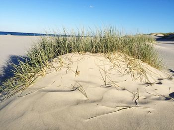 Grass on beach against sky