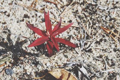 Close-up high angle view of red lizard