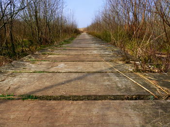 Surface level of road along trees
