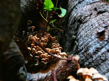 Close-up of mushrooms growing on tree trunk