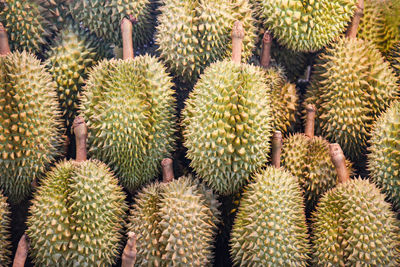 Full frame shot of cactus in market