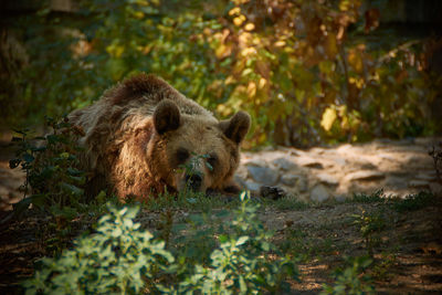 Brown bear sitting on the ground