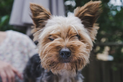 Close-up portrait of dog