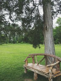 Trees on grassy field in park