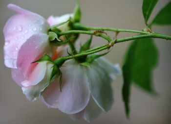 Close-up of wet rose plant