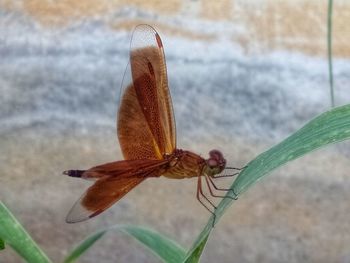 Close-up of butterfly