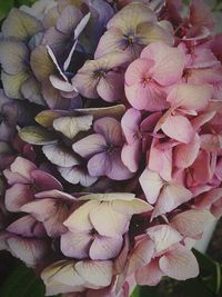 Close-up of flowers blooming outdoors