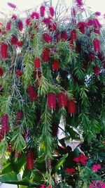 Low angle view of flowers