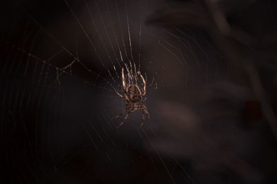 Close-up of spider web