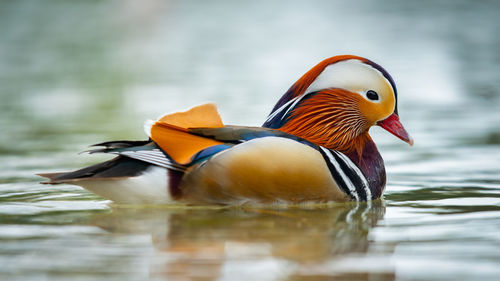 Close-up of duck swimming in lake