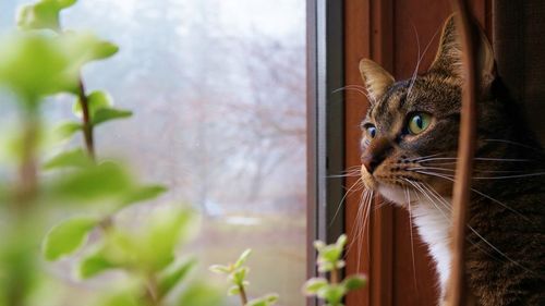 Close-up of cat looking through window