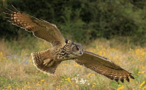 Close-up of eagle flying