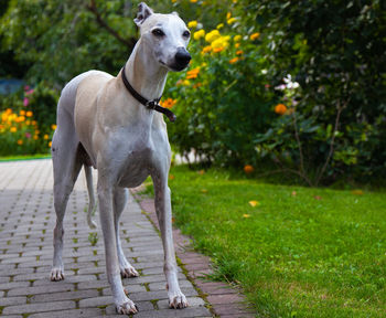 Dog looking away on footpath