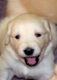 Close-up portrait of puppy