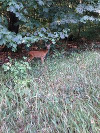 View of deer on field