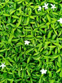 Full frame shot of fresh green plants