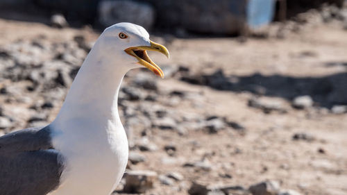 Close-up of seagull on land