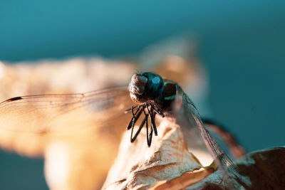 Close-up of fly on wood