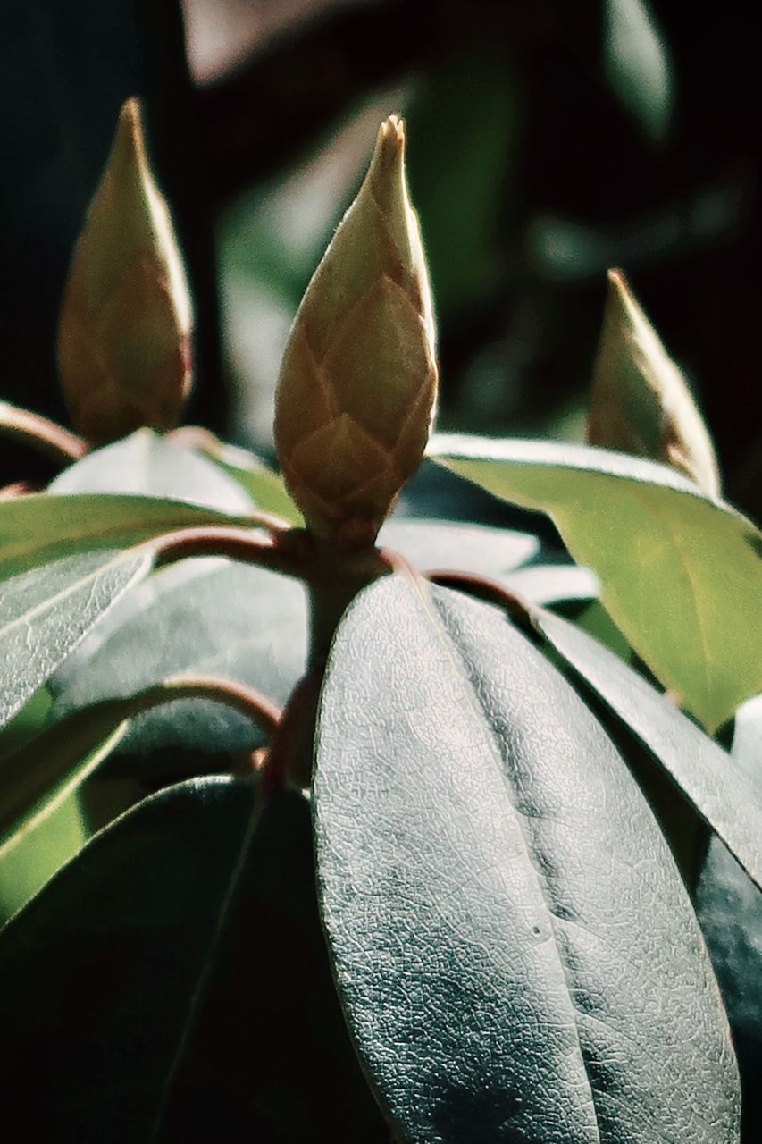 CLOSE-UP OF FLOWERING PLANTS