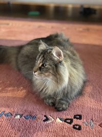 High angle view of a cat on floor