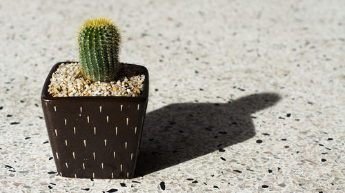 Close-up of succulent plant on sand