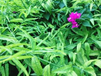 Close-up of flowers blooming outdoors