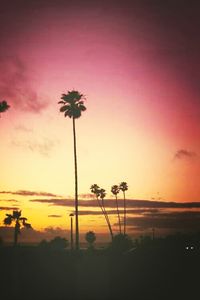 Palm trees at sunset