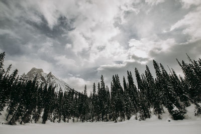 Frozen lake surrounded by pine forest and mountain emerald lake, bc