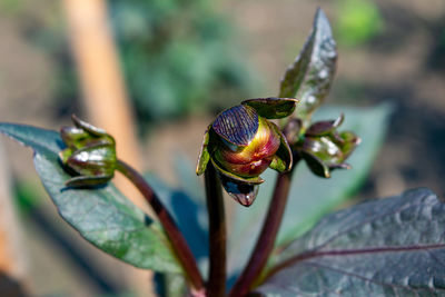 Close-up of a flower