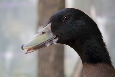 Close-up of bird eating