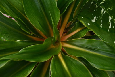 Full frame shot of green leaves